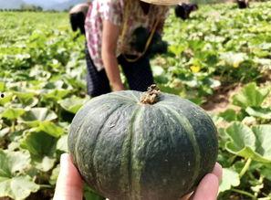 陕西网红吃瓜事件真相